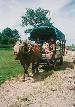 Petit Cheval Blanc